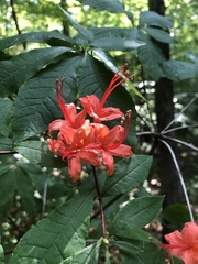 Rhododendron prunifolium
