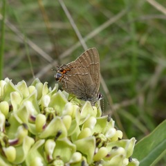 Satyrium favonius autolycus