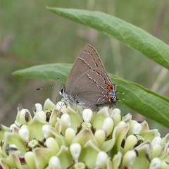 Satyrium favonius autolycus