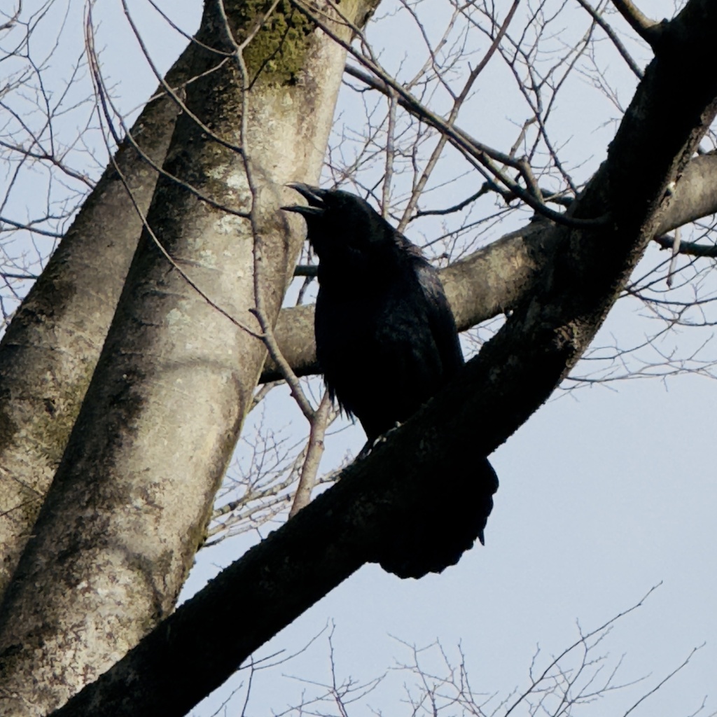 January Crow Large-billed Crow from 本州, 宇治市, 京都府, JP on January 28, 2025 at 01:42 PM ...
