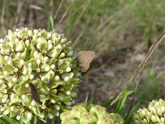 Satyrium favonius autolycus