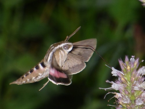 White-lined Sphinx, photo 6 of 9