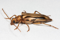 Ortholeptura valida