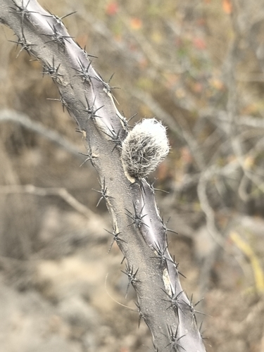 Peniocereus marianus