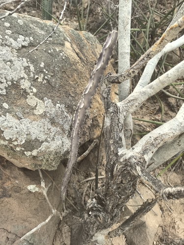 Peniocereus marianus, photograph 2