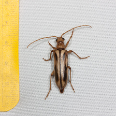 Ortholeptura valida
