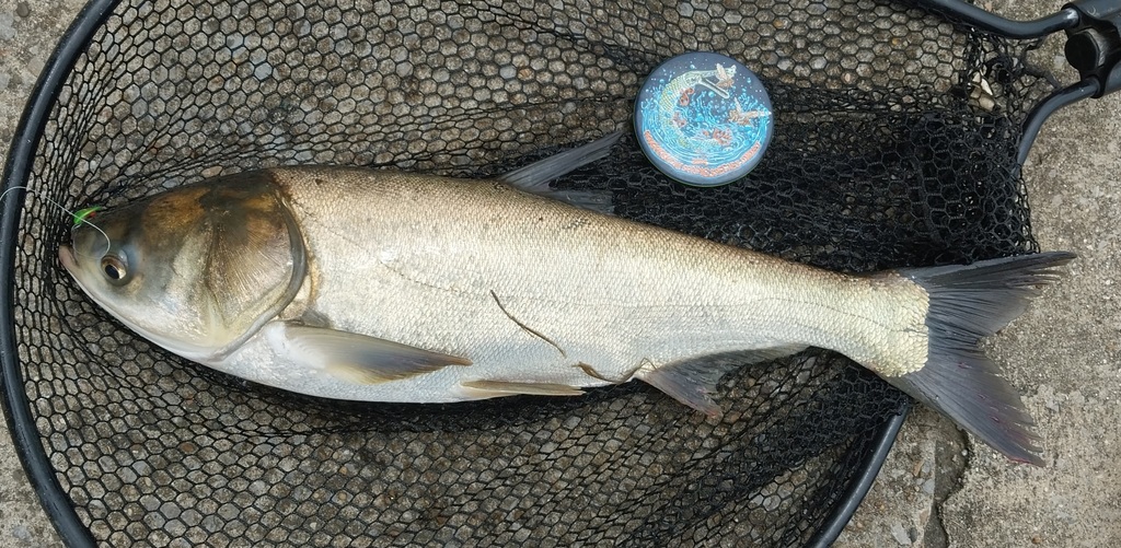 Carp (Hypophthalmichthys molitrix) — Cyprinidae