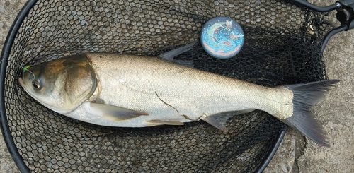 Zilverkarper (Hypophthalmichthys molitrix) — Cyprinidae