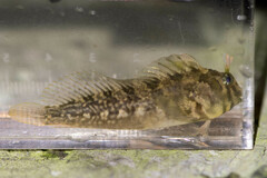 Freckled Blenny photo 3