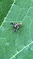 Rhagoletis striatella