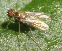 Diaphorinae