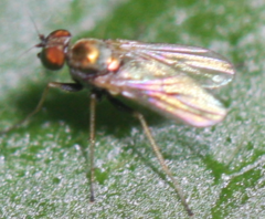 Diaphorinae