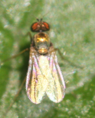 Diaphorinae