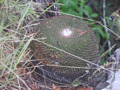 Mammillaria mystax
