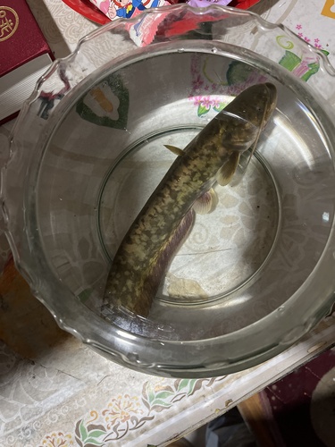Amur Catfish