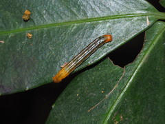 Collix stellata