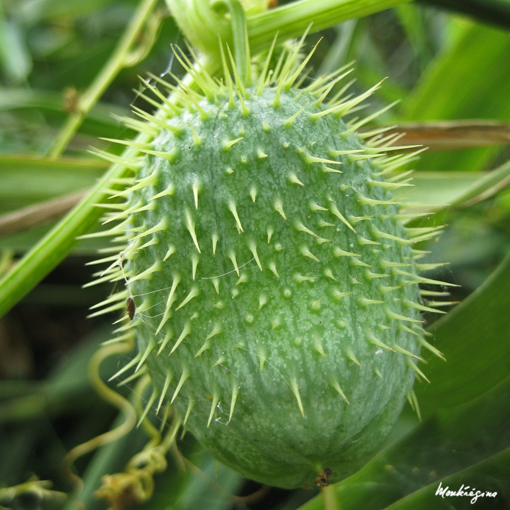 Echinocystis lobata