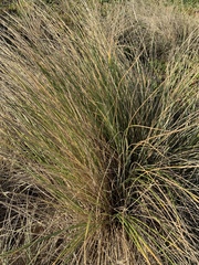 Ammophila