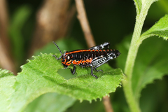 Dactylotini
