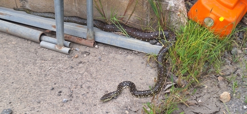 Diamond Python sighting