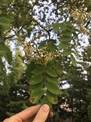 Robinia pseudoacacia