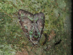 Somera viridifusca