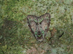 Somera viridifusca