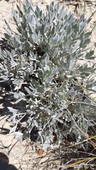 Astragalus gilviflorus