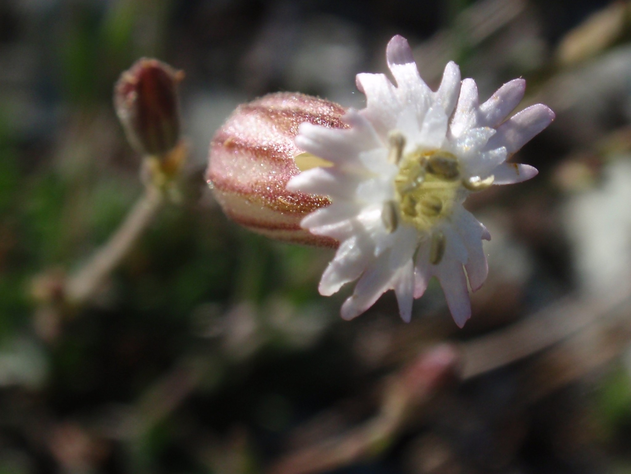 Silene grayi