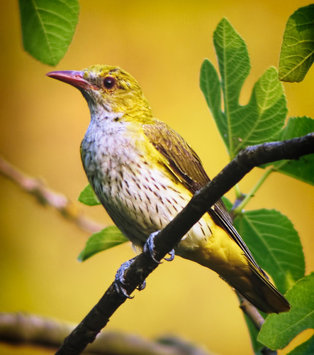 Eurasian Golden Oriole