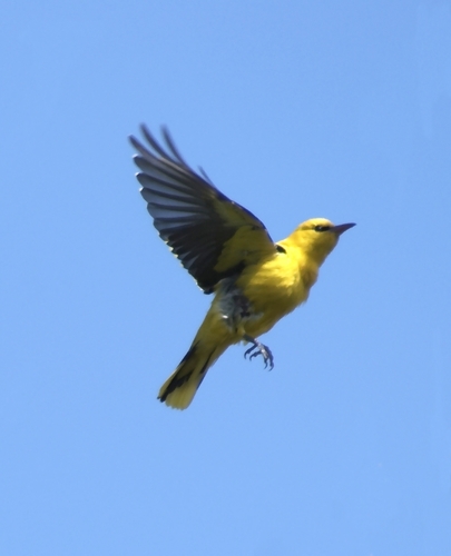 Eurasian Golden Oriole