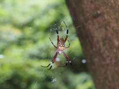 Argiope ocula
