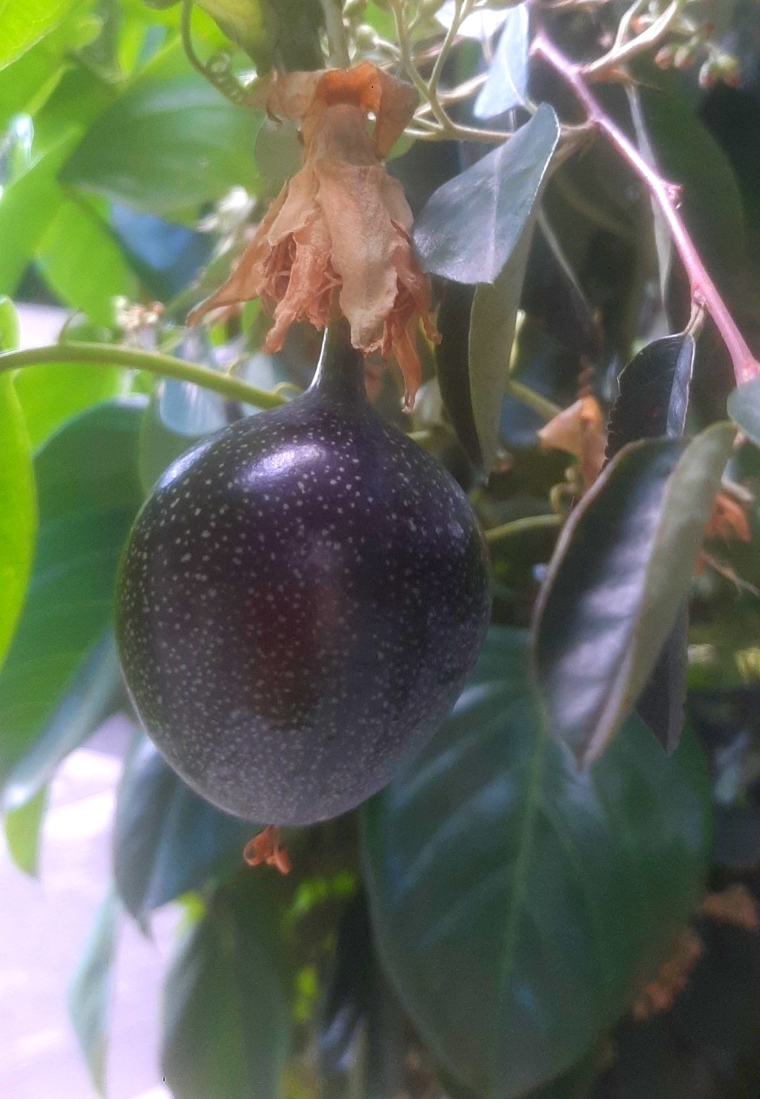 Imagem de Maracujá-doce
