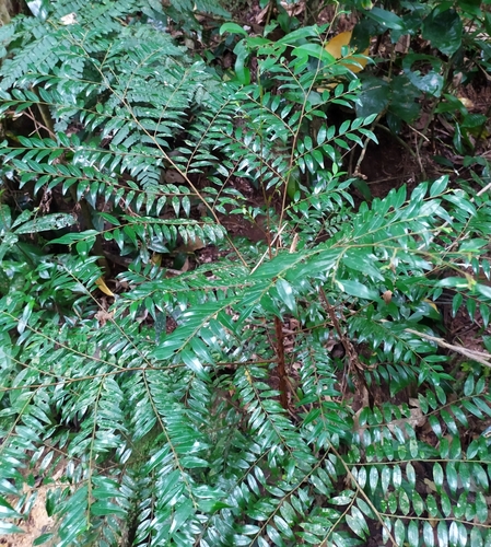 Xylopia brasiliensis Spreng.