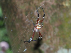 Argiope ocula
