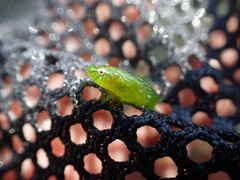 Emerald Clingfish photo 4