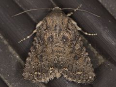 Protorthodes alfkenii