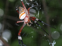 Argiope ocula