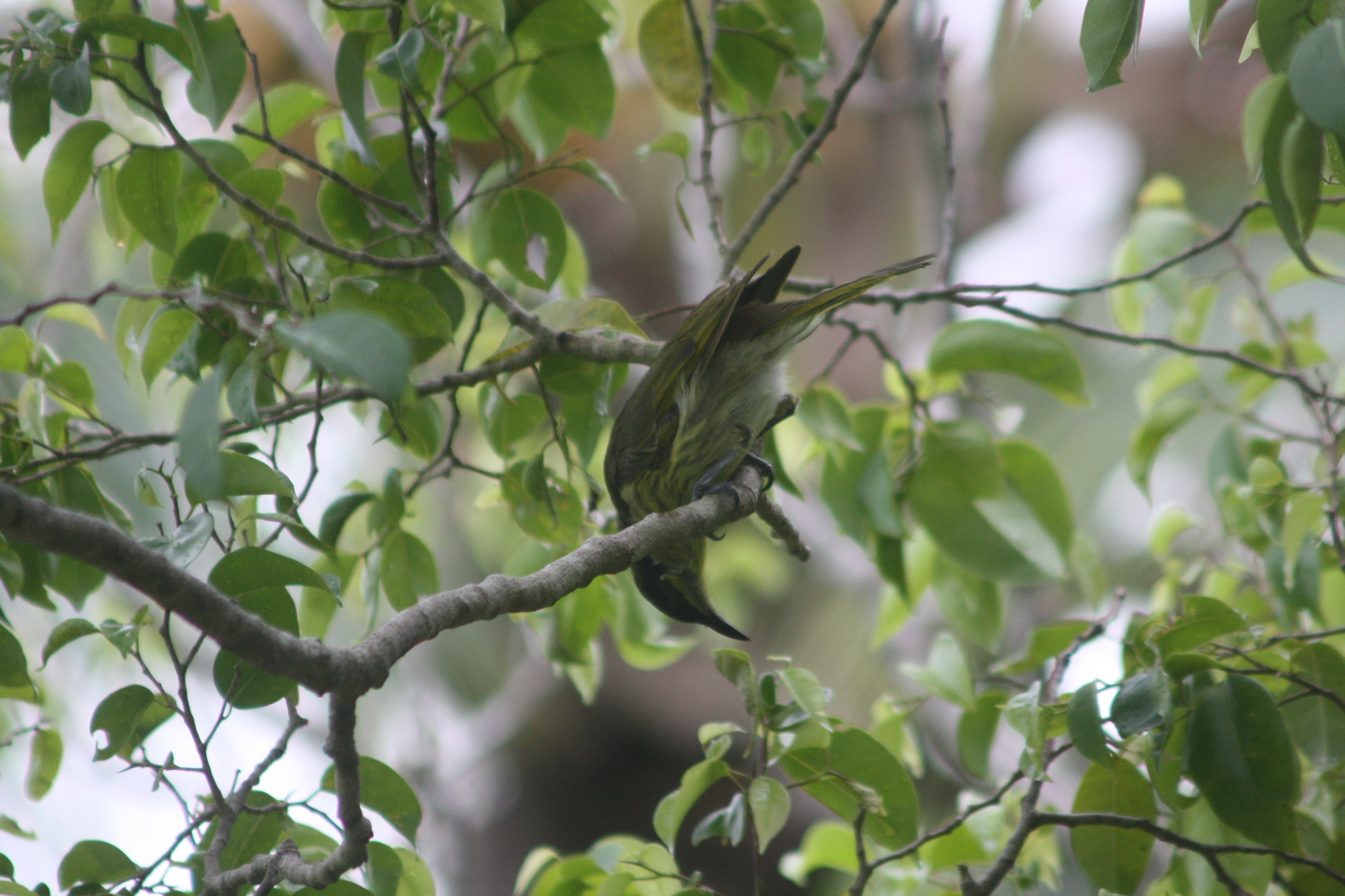 Varied Honeyeater (Gavicalis versicolor), photo 9
