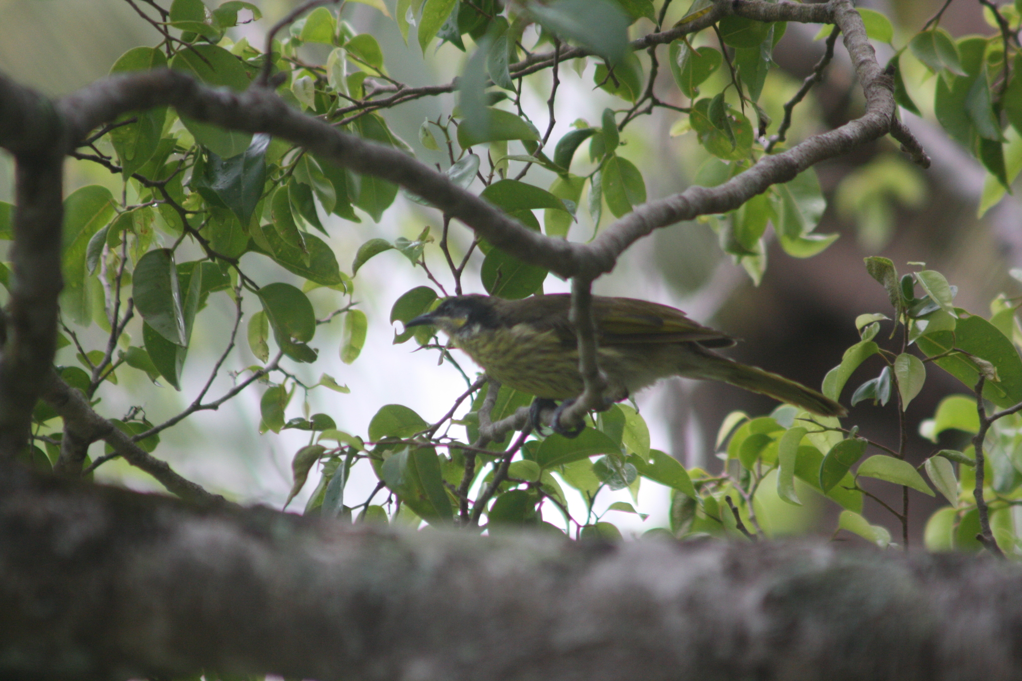 Varied Honeyeater (Gavicalis versicolor), photo 10