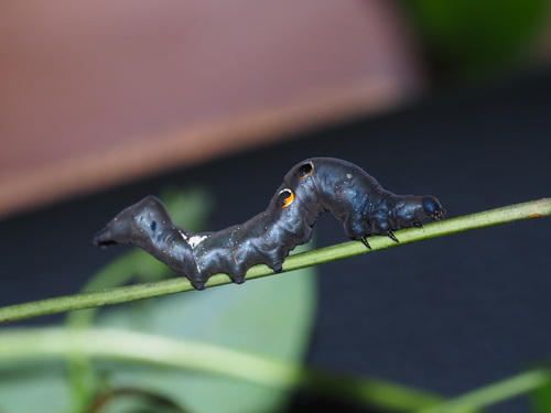 Green Fruit-piercing Moth
