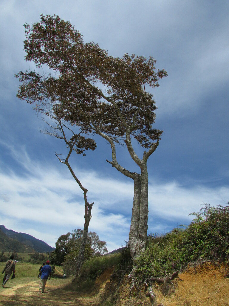 Nothofagus rubra Steenis