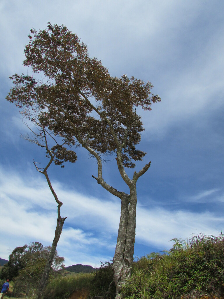 Nothofagus rubra Steenis 2