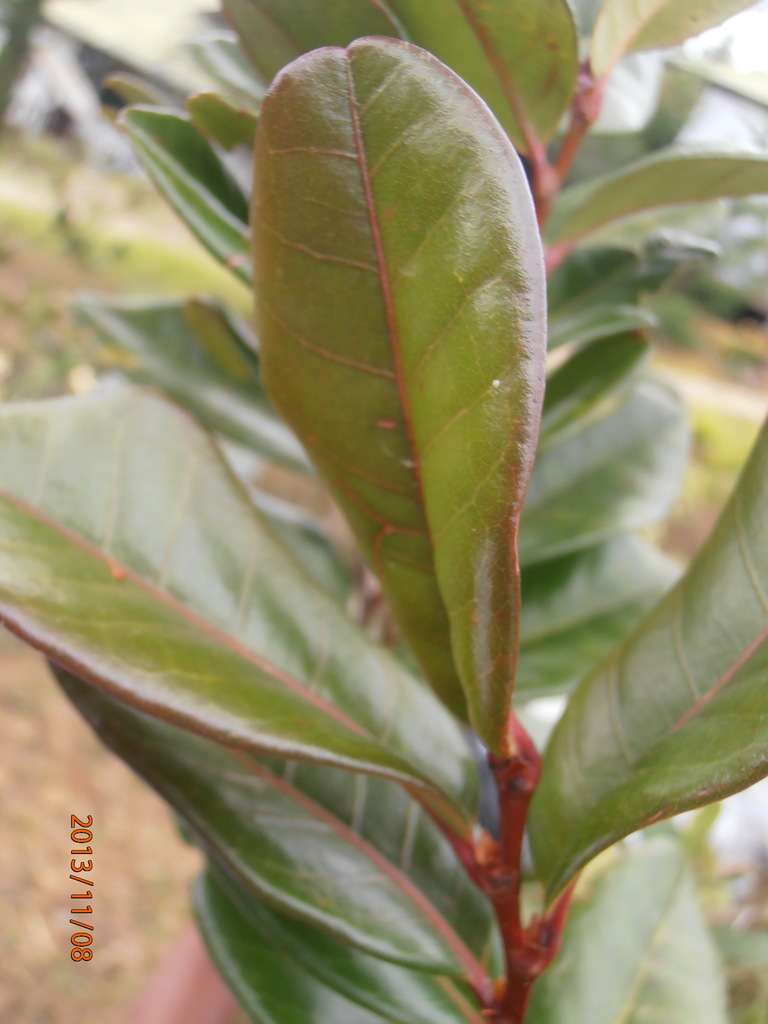 Nothofagus rubra Steenis 3