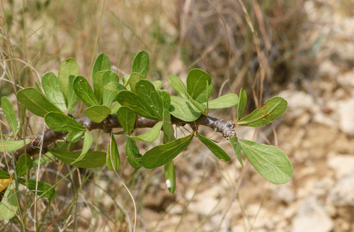 Jatropha dioica var. dioica