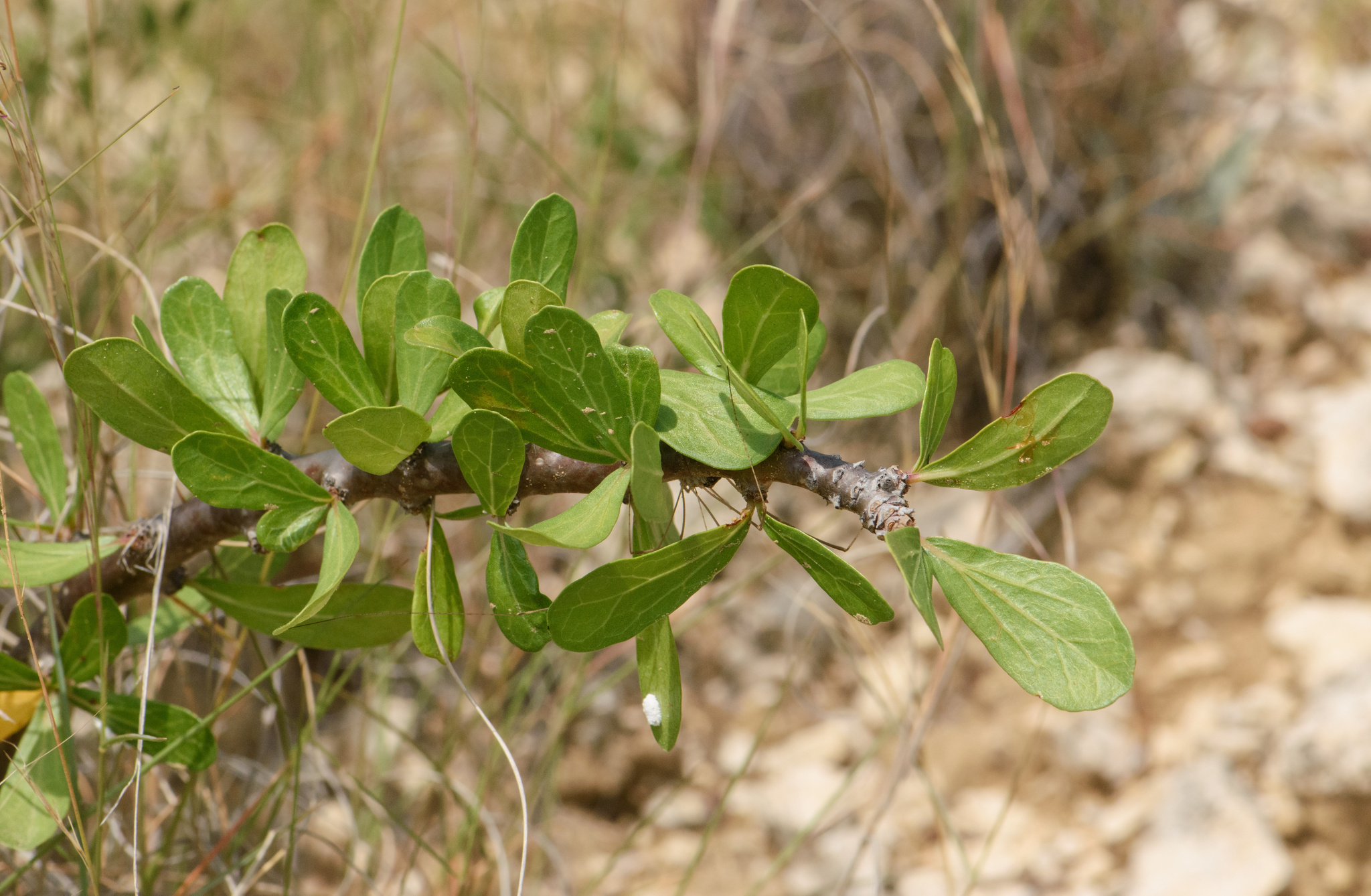 Jatropha dioica var. dioica