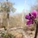 Indigofera dionaeifolia - Photo no rights reserved, uploaded by Romer Rabarijaona