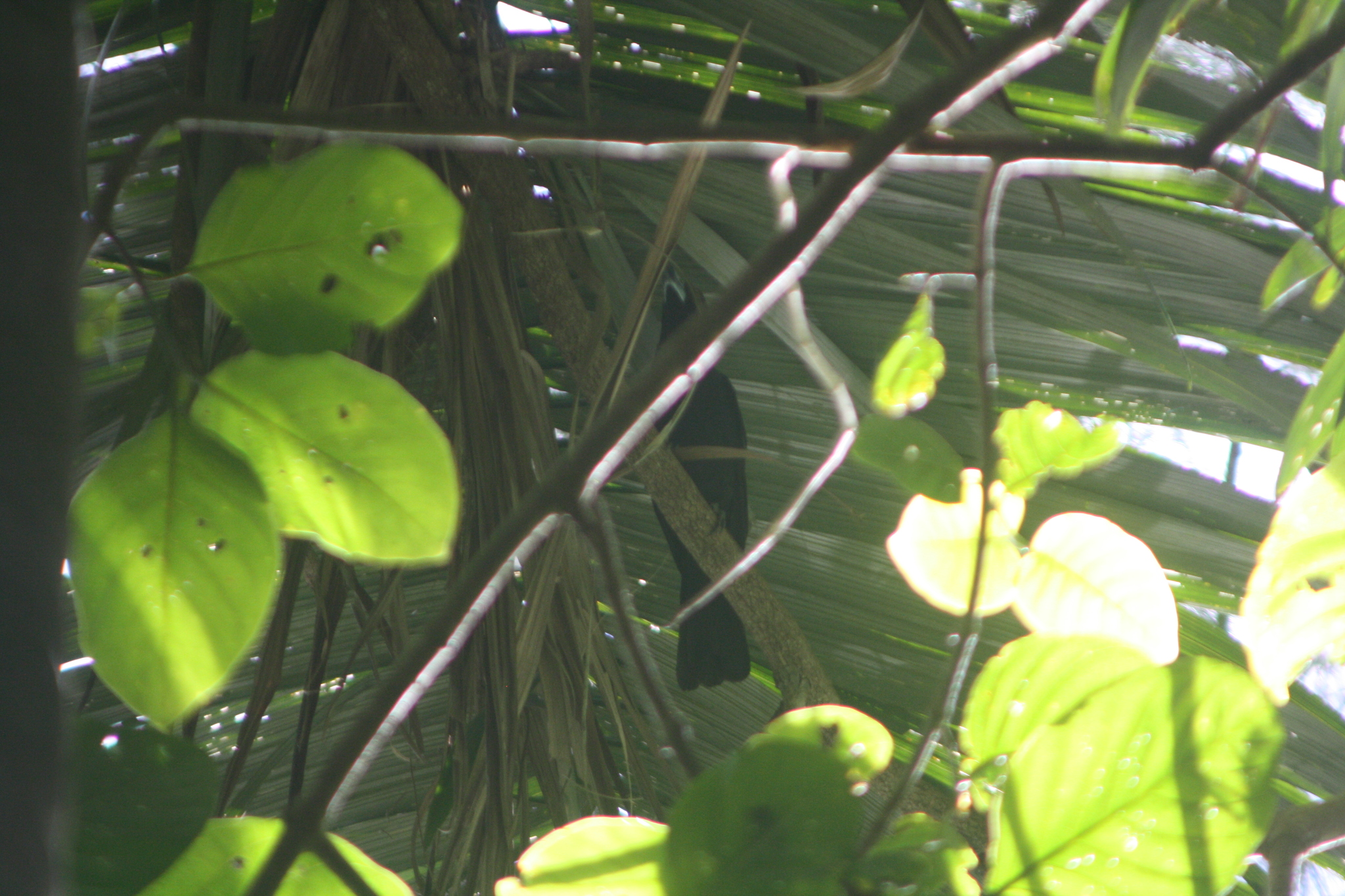 Black Butcherbird (Melloria quoyi), photo 10