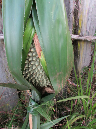 Pandanus julianettii observed 2013-11-06