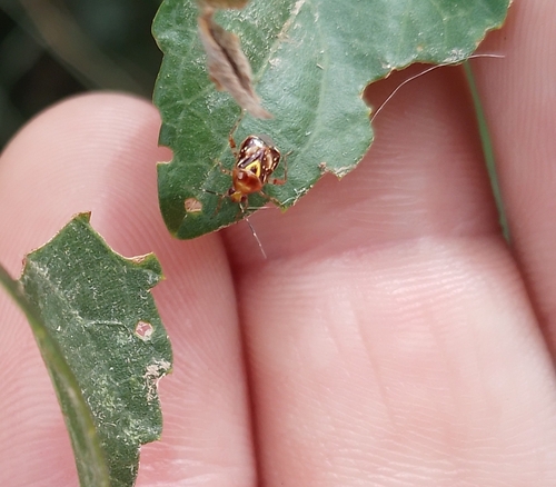 Percevejo-rajado (Horcias nobilellus)